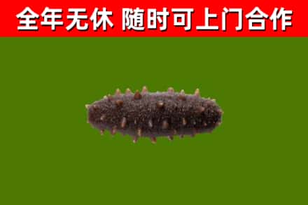 淅川回收海参干